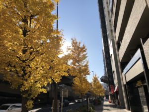 葉っぱが黄色くなった銀杏の街路樹