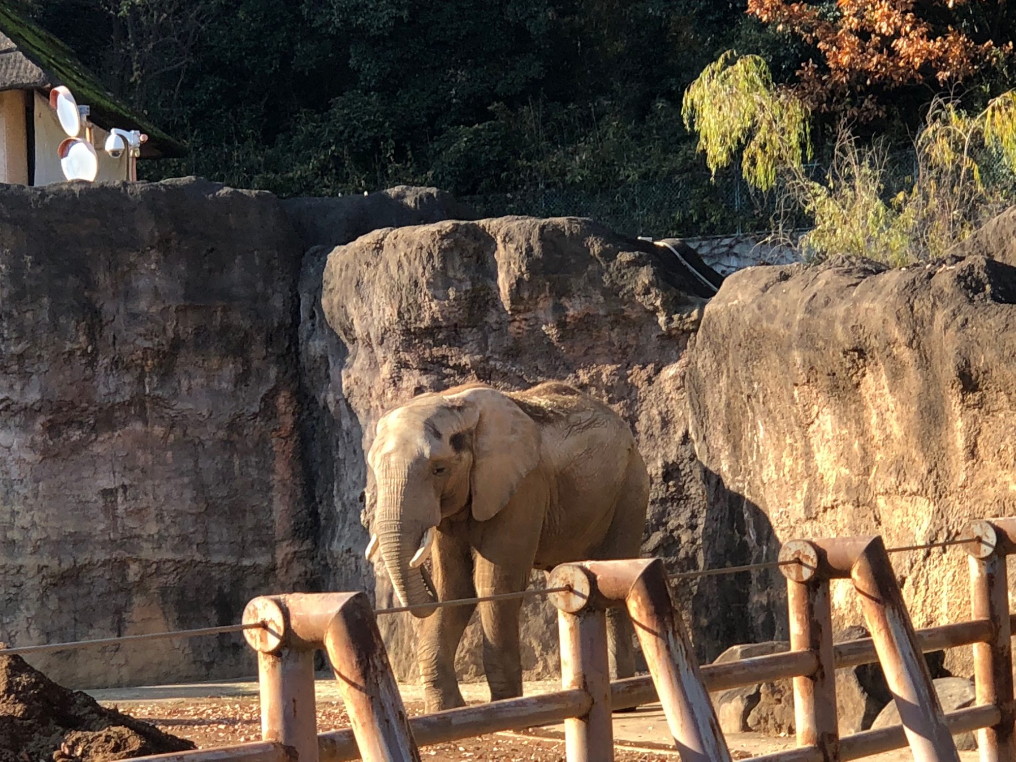 多摩動物公園のぞう