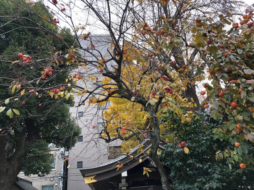 鳥越神社の柿の木