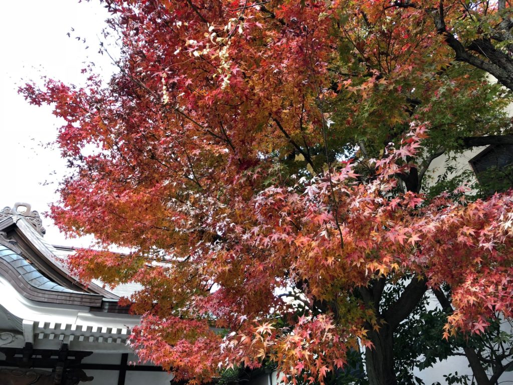 鳥越神社の紅葉